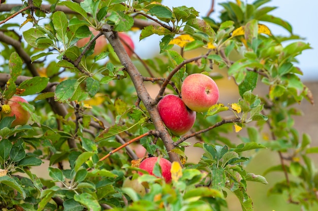 Apple tree before harvest, Agricultural area. Alaverdi, Kakheti