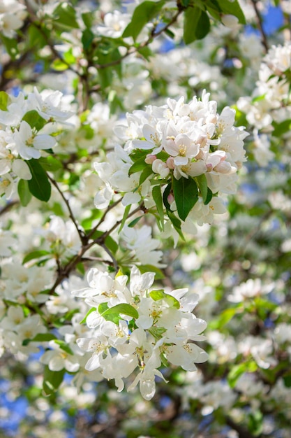 Apple tree in bloom Apple tree branch with flowers Spring blooming Natural beautiful background