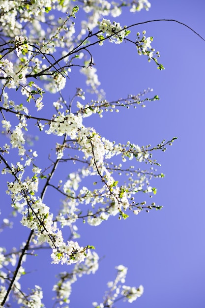 Apple tree in bloom branch with white flowers on a sunny summer day Macro photo with selective soft focusgarden in a sunny spring day beautiful Japanese cherry blossoms floral background sakura