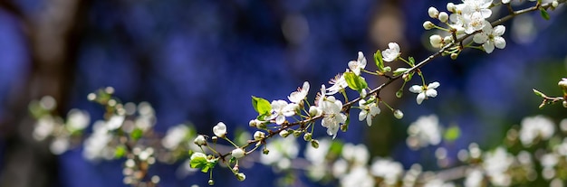 Apple tree in bloom branch with white flowers on a sunny summer day Macro photo with selective soft focusgarden in a sunny spring day beautiful Japanese cherry blossoms floral background sakura