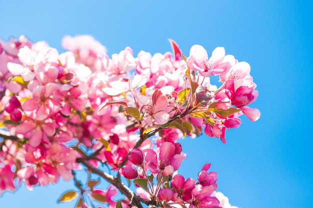 Apple tree in bloom Pink floral background