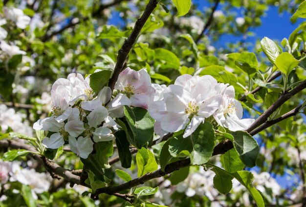 apple tree blooms in the spring garden under sunlight