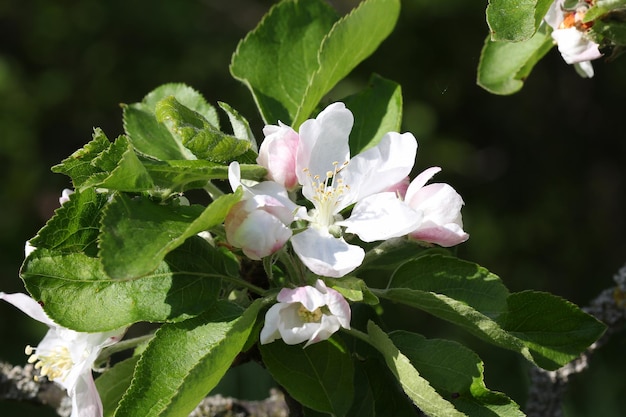 Apple tree blooms in spring