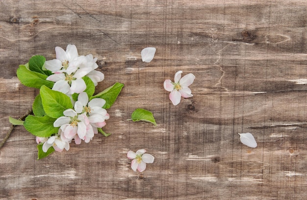 Apple tree blossom spring flowers rustic wooden background