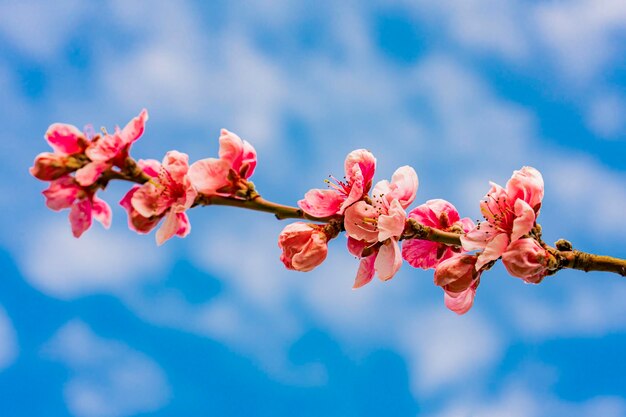 Apple tree blossom in the spring