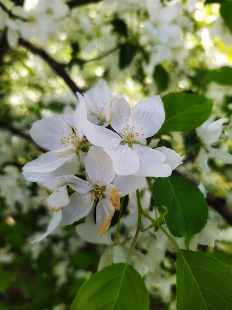 Apple tree blossom with white flowers