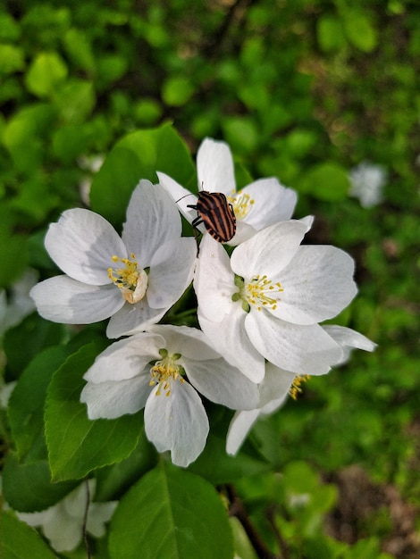 Apple tree blossom