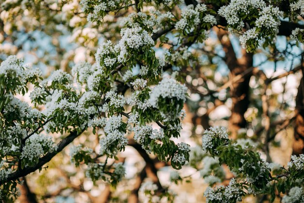 Apple tree blossoming in the springtime