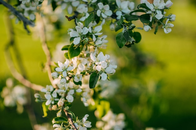 Apple tree blossoming in the springtime