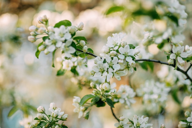 Apple tree blossoming in the springtime