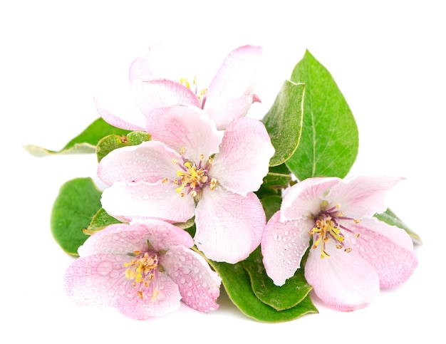 Apple tree blossoms Twig of a young apple tree with green leaves on a white background