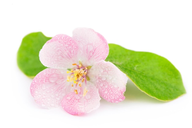 Apple tree blossoms Twig of a young apple tree with green leaves on a white background