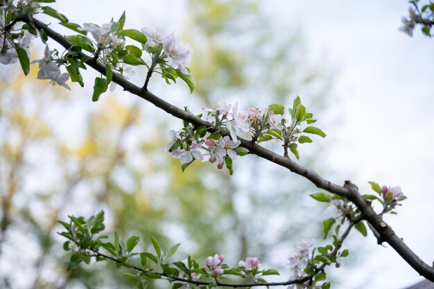 Apple tree branch full of beautiful delicate blossoms