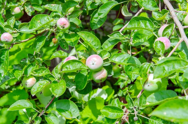 Apple tree Branch of ripe red apples on a tree in a garden