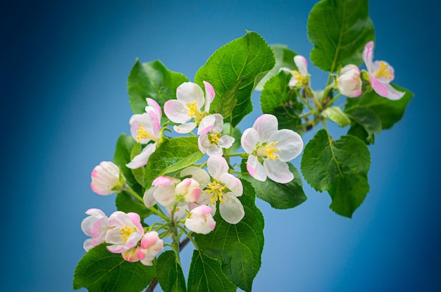 Apple Tree Branch with Blooming Flowers Close Up on a Blue Background Blooming Fruit Tree Branch