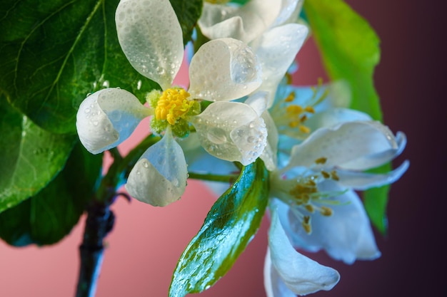 Apple Tree Branch with Blooming Flowers Close Up