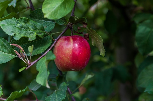 Apple on a tree branch with leaves in farm or orchard