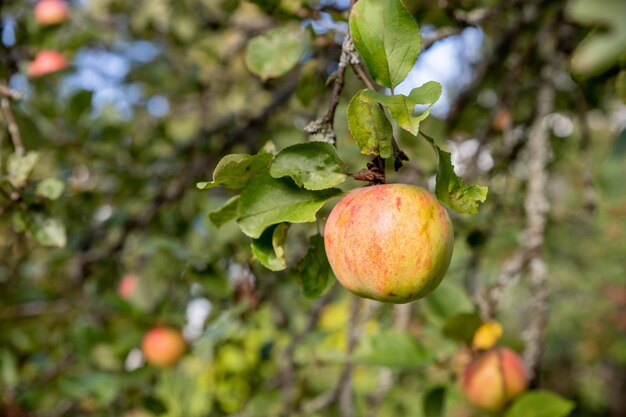 Apple tree branch with red apples on a blurred background during ripeningRipe organic crops growing and hanging on a lush green fruit tree branch ready for harvest on a sunny summer day