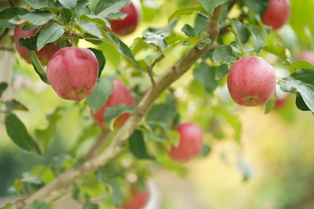 Apple tree branch with several fruits on a summer morning in the garden