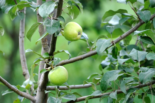 Apple on a tree branch