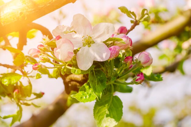 Apple tree flower