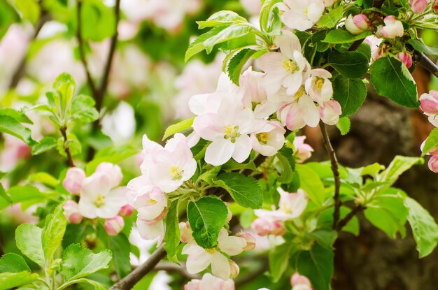 Apple tree flower