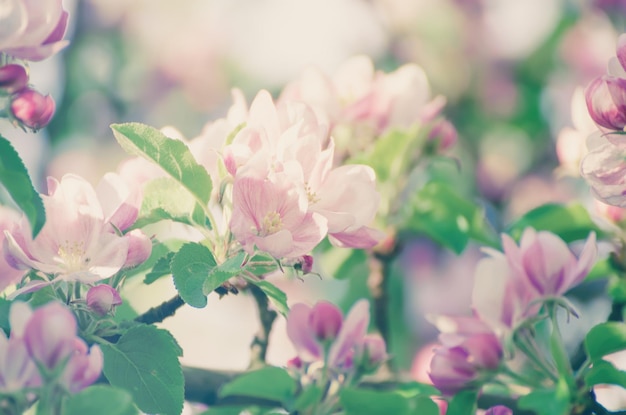 Apple tree flower