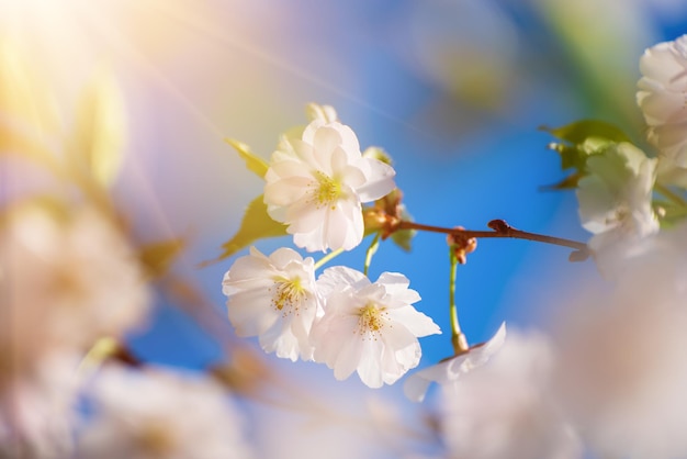 Apple tree flower