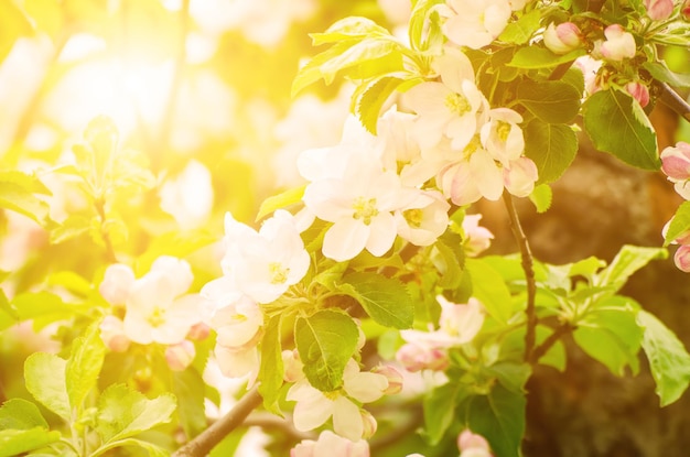 Apple tree flower