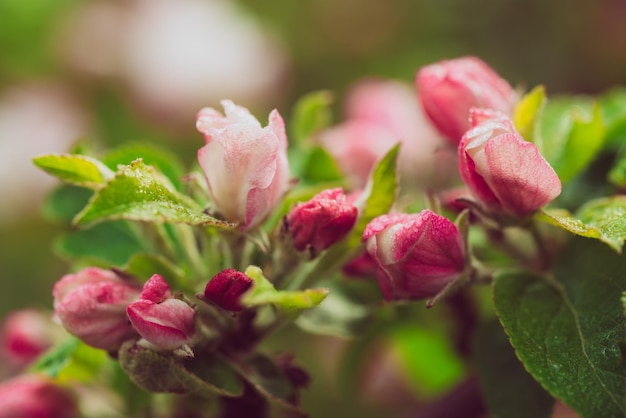 Apple tree flower