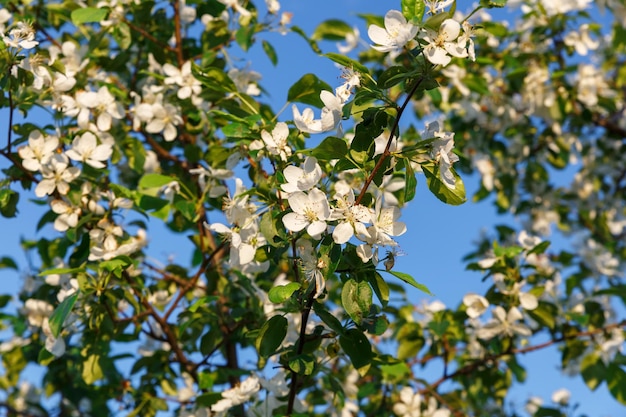 Apple tree flowers on blue sky background tree branch with white flowers