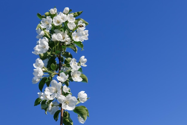 Apple tree flowers on blue sky background tree branch with white flowers