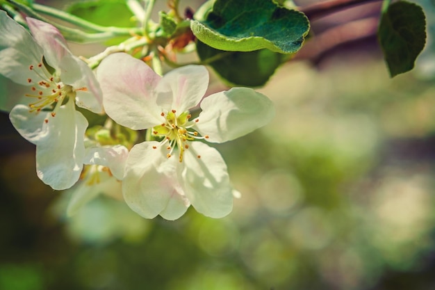 Apple tree flowers on blurred background instagram stile