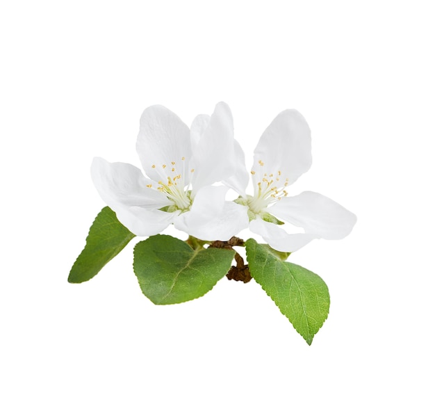 Apple tree flowers isolated on white background with clipping path