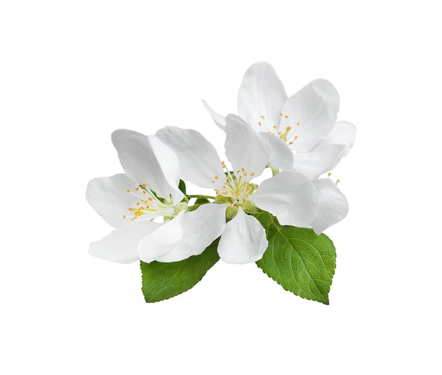 Apple tree flowers isolated on white background