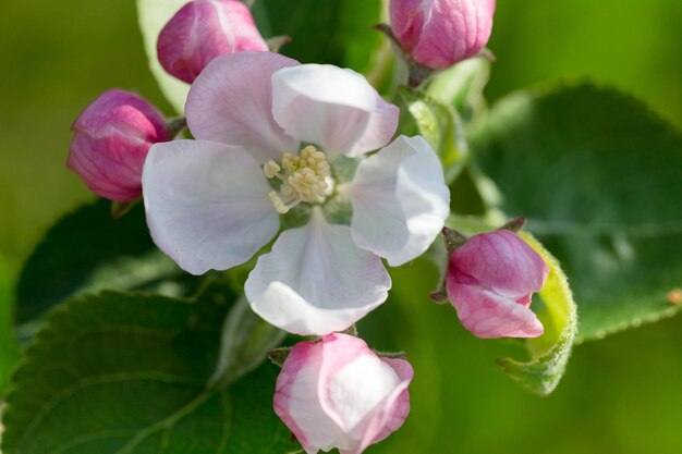 Apple tree flowers macro in nature