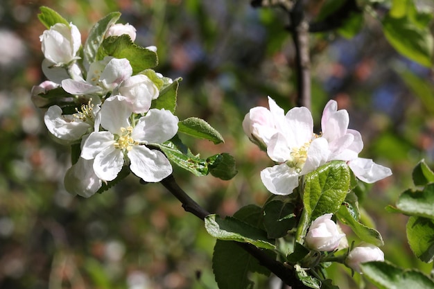 Apple tree flowers for spring