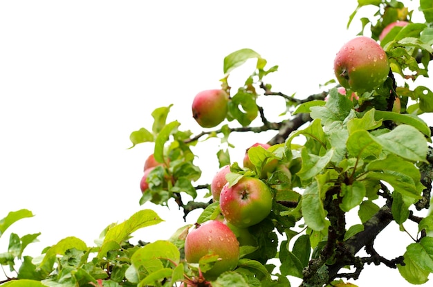 Apple tree isolated on white