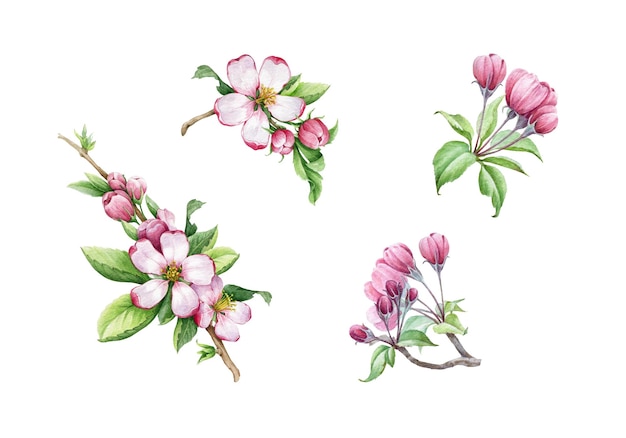 Apple tree pink flower and leaves set Watercolor floral illustration Hand draw spring flowers