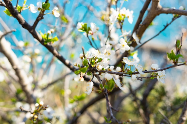 Apple tree pink and white flowers are flowers closeup pear or cherry tree flowering in spring