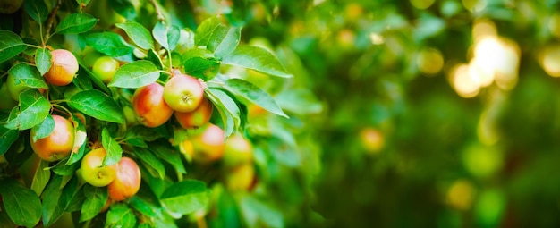 Apple tree and plants growth and nature for sustainable farming and agriculture or garden background Banner of red and green fruits growing on trees for healthy food harvest and sustainability