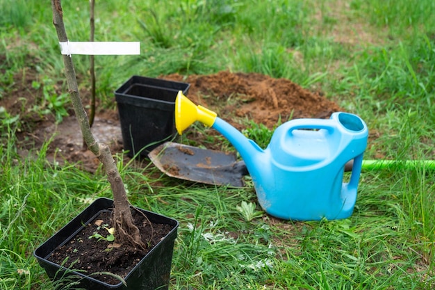 An apple tree seedling in the garden is prepared for planting in the open ground Fruit tree from the nursery growing organic fruits on your site