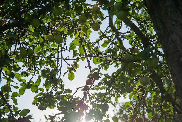 An apple tree in the sun