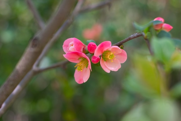 Apple tree with blooming red flowers