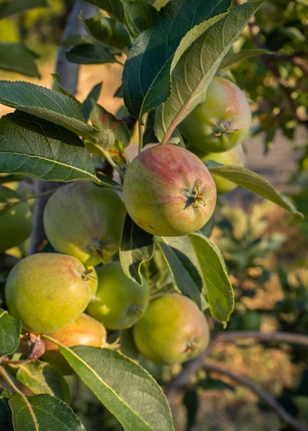 Apple tree with fruits on an spring day in Greece