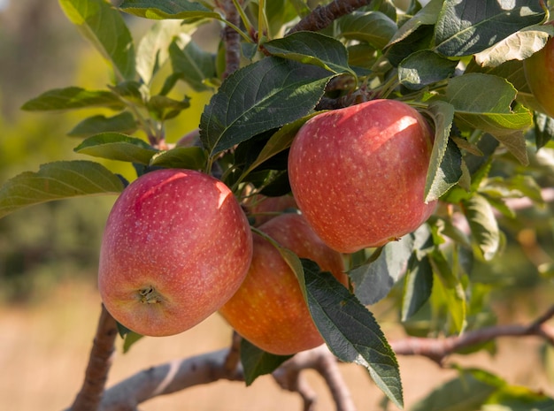 Apple tree with fruits on an spring day in Greece