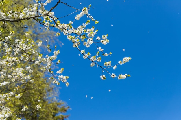 Apple trees flowers the seedbearing part of a plantspring flower natural landscape with white flower