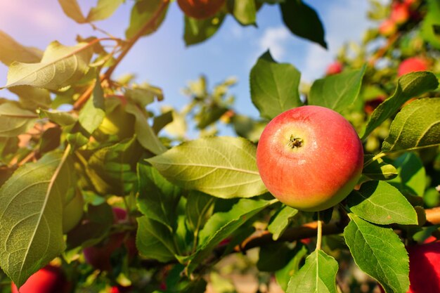 Apple trees in the garden with ripe red apples ready for harvest