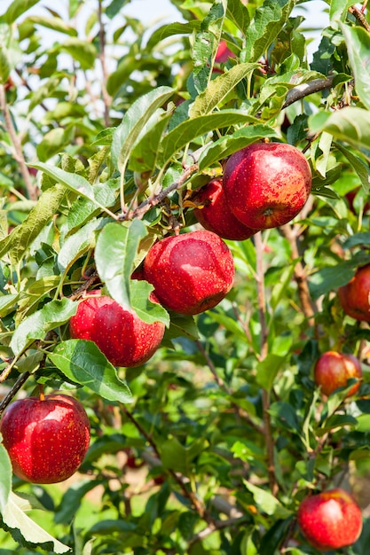 Apple trees loaded with apples in an orchard in summer