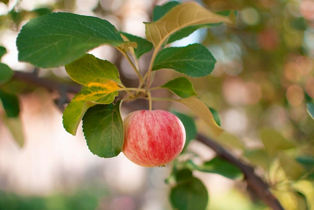 Apple trees on an organic fruit farm A ripe apple in closeup with sunlight and an apple orchard in the background